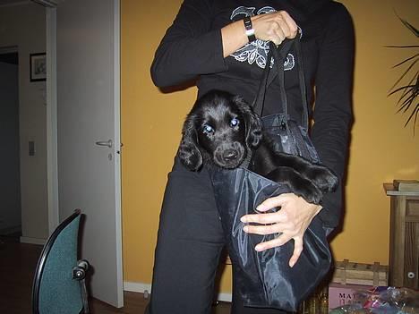 Flat coated retriever Chili - Mor tror hun kan slæbe mig med overalt!!  billede 3