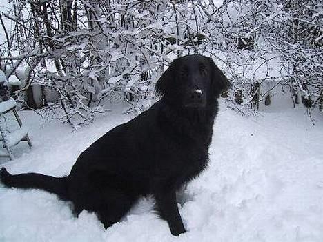 Flat coated retriever Chili billede 4