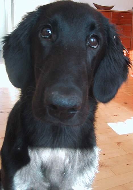 Flat coated retriever Chili billede 5