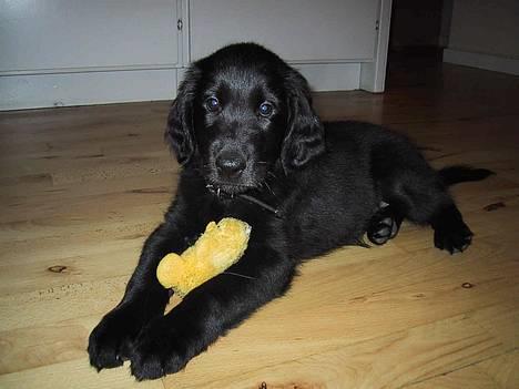 Flat coated retriever Chili billede 7