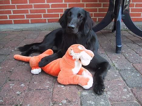Flat coated retriever Chili - Min tiger og mig billede 8