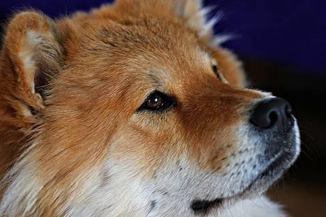 Eurasier Sund Stamms Zenora Znekla - her er hun så! Køøøn ik!? billede 1