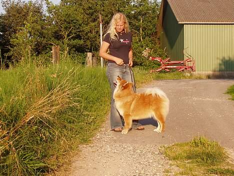 Eurasier Sund Stamms Zenora Znekla - ude og gå tur - det skal lige siges at hun ikke er for tyk.. det er pels billede 2