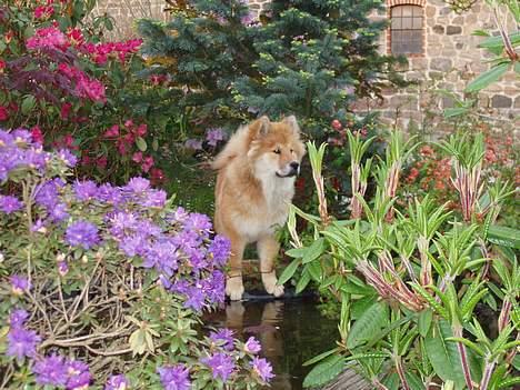 Eurasier Sund Stamms Zenora Znekla - i vores have billede 3