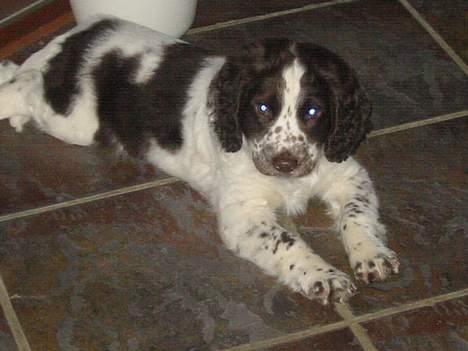 Field Trial spaniel Chester billede 4