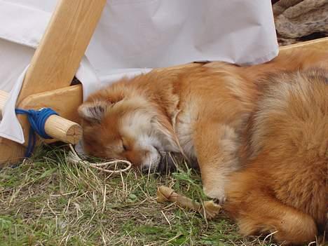 Eurasier Sund Stamms Zenora Znekla - ligger lige og tager en slapper billede 4