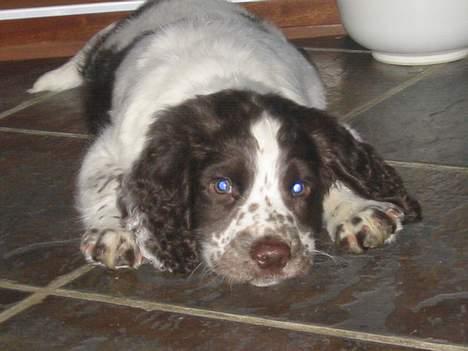 Field Trial spaniel Chester billede 5