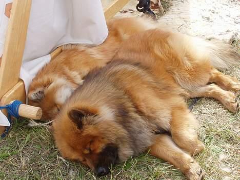 Eurasier Sund Stamms Zenora Znekla - sover med sin kommende "mand" (vores anden hund Aslak, også en Eurasier) billede 5