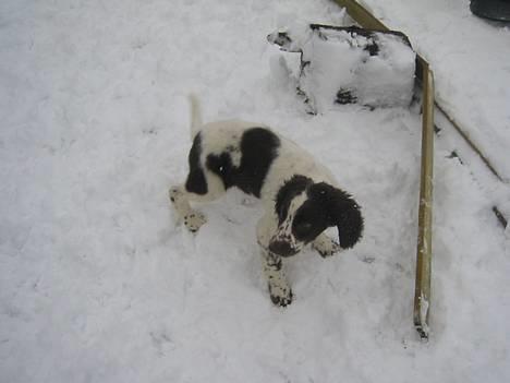 Field Trial spaniel Chester billede 6