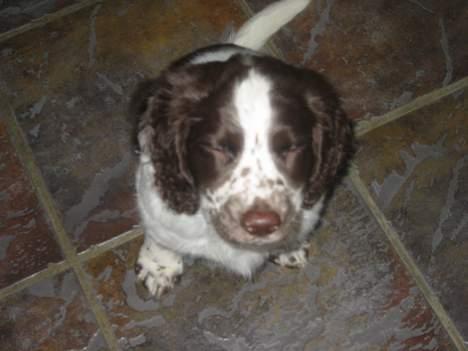 Field Trial spaniel Chester billede 7