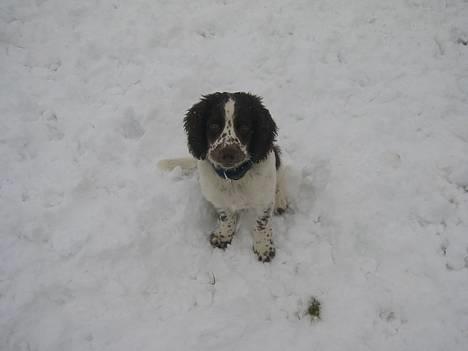 Field Trial spaniel Chester billede 8