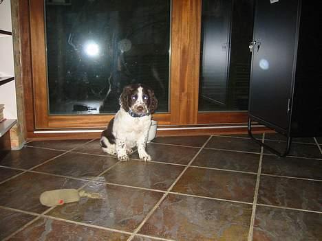 Field Trial spaniel Chester billede 9