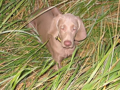Weimaraner Milos - Putter sig i de dejlige strandsiv billede 1