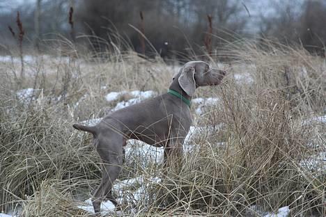 Weimaraner Milos - Her jages!!!!!!!! billede 2