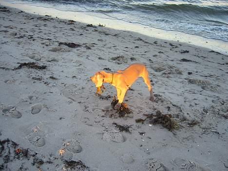 Weimaraner Milos - Det smager ikke så ringe endda. billede 4
