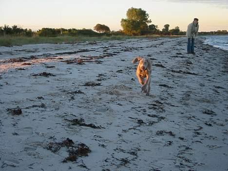 Weimaraner Milos - Man skal være hurtig her i livet. billede 5