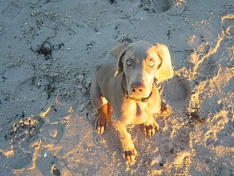 Weimaraner Milos - Sagde du noget? billede 6