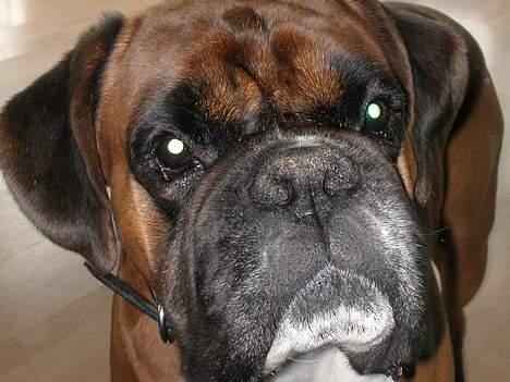 Boxer Viktor *død* - Et nær billede..... billede 1