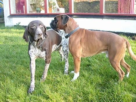 Boxer Viktor *død* - Her er jeg sammen med min gamle ven Jeff som desværre døde i november 2004 billede 2