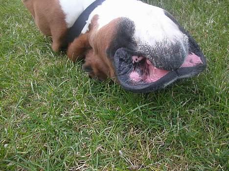 Boxer Viktor *død* - jeg gør mig altid pæn når jeg skal fotograferes billede 3