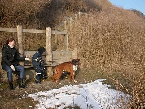 Boxer Viktor *død* - En tur på røsnæs, er bare lykken, når vejret er så godt.. billede 4