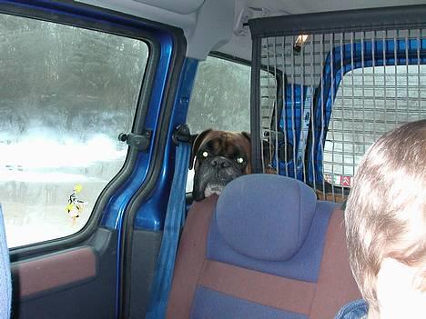 Boxer Viktor *død* - Må jeg ikke godt kommer over til jer? please... billede 5