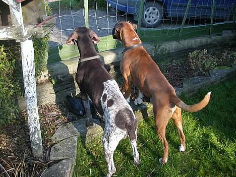 Boxer Viktor *død* - Hva, Jeff? mon ikke den kat gerne vil lege med os........ billede 6