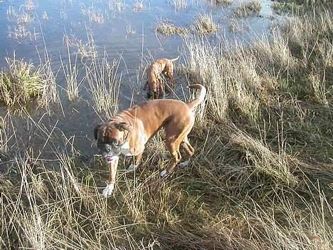 Boxer Viktor *død* - Her har jeg så fået lov at komme med på jagt, os se hvad de laver. billede 8
