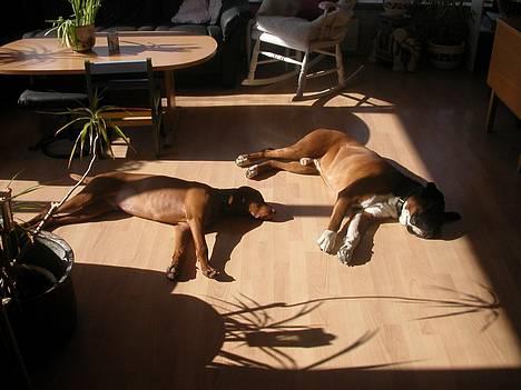 Boxer Viktor *død* - Årets første solstråle.. den skal nydes fuld ud. billede 9