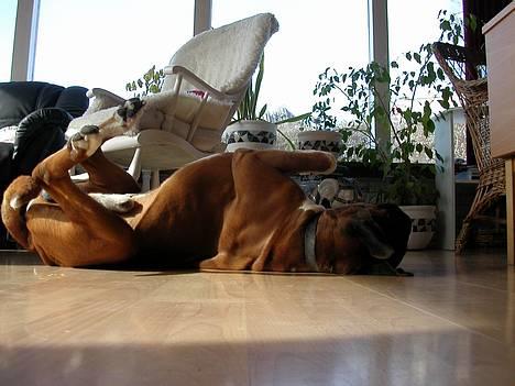 Boxer Viktor *død* - Sådan har det altid været godt at ligge. billede 10