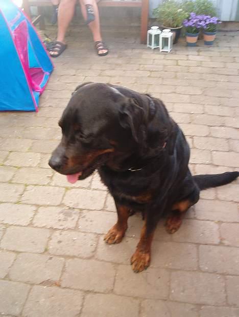 Rottweiler Gizmo ( Død d. 27/12-06 ) billede 1