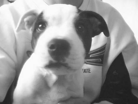 Staffordshire bull terrier Taico billede 1