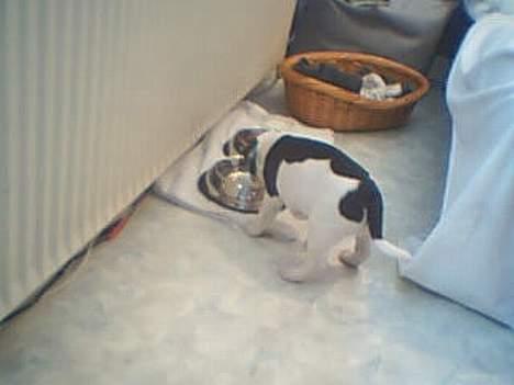 Staffordshire bull terrier Taico billede 3