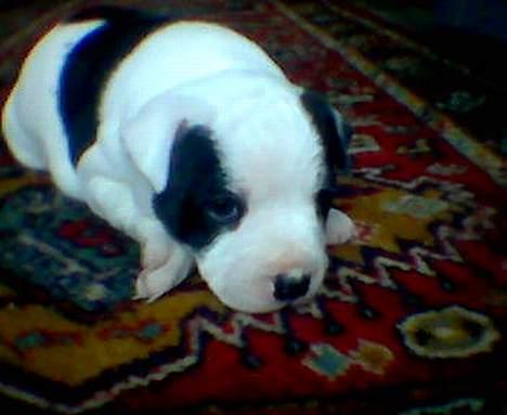 Staffordshire bull terrier Taico billede 6