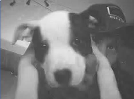 Staffordshire bull terrier Taico billede 5