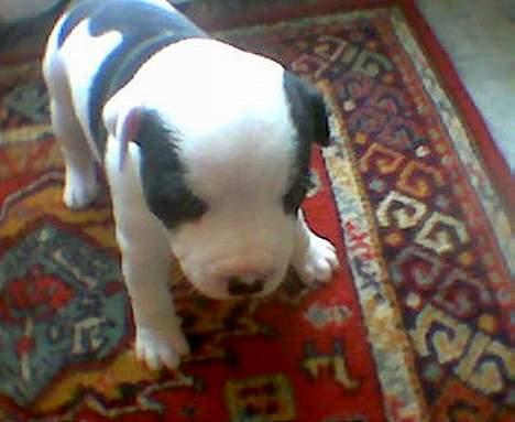 Staffordshire bull terrier Taico billede 7