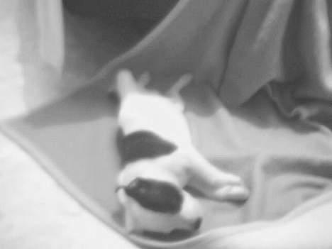 Staffordshire bull terrier Taico billede 8