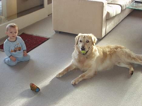 Golden retriever zenko billede 1