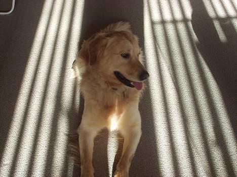 Golden retriever zenko billede 2