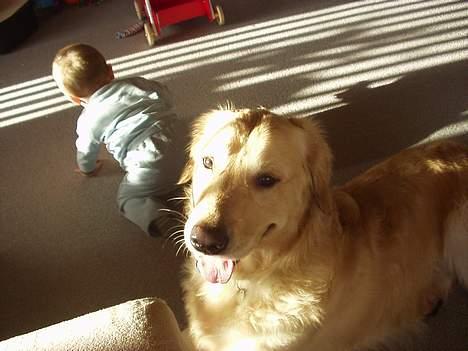 Golden retriever zenko billede 3