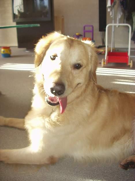 Golden retriever zenko billede 4