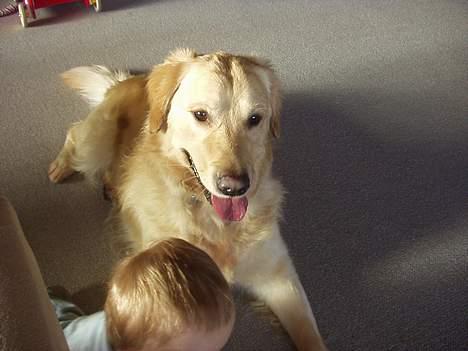 Golden retriever zenko billede 5