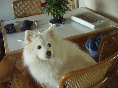 Japansk spids Tingabells Aki Hito - Hvor blir maden af ? ;D billede 1