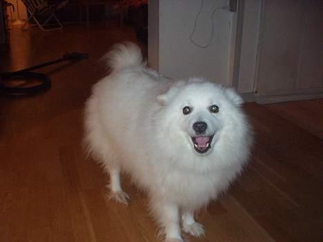 Japansk spids Tingabells Aki Hito - Hito troede jeg ville lege;D billede 2