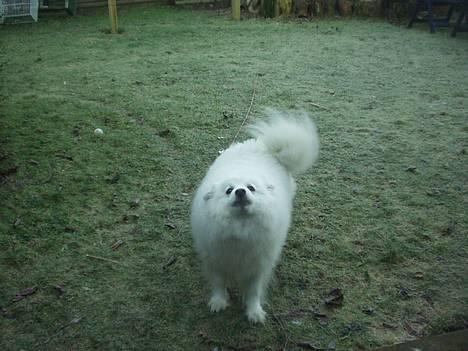 Japansk spids Tingabells Aki Hito - Giv mig et kys...Bare et lille et:-* billede 3