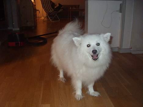 Japansk spids Tingabells Aki Hito billede 4