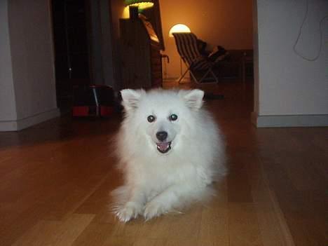 Japansk spids Tingabells Aki Hito - Jeg er bare såå fotogen! ;D billede 5