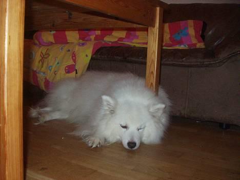 Japansk spids Tingabells Aki Hito - Billedet er taget oppefra billede 6