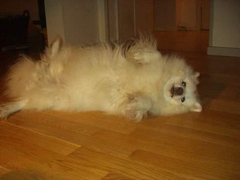 Japansk spids Tingabells Aki Hito - Aaaahhh...endelig weekend... billede 7