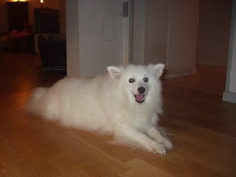 Japansk spids Tingabells Aki Hito - Hito tar det bare helt roligt billede 8